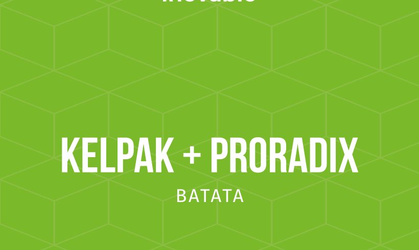Kelpak + Proradix na cultura da batata